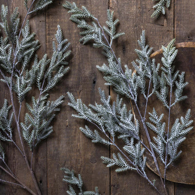 Frosted Pine Branch