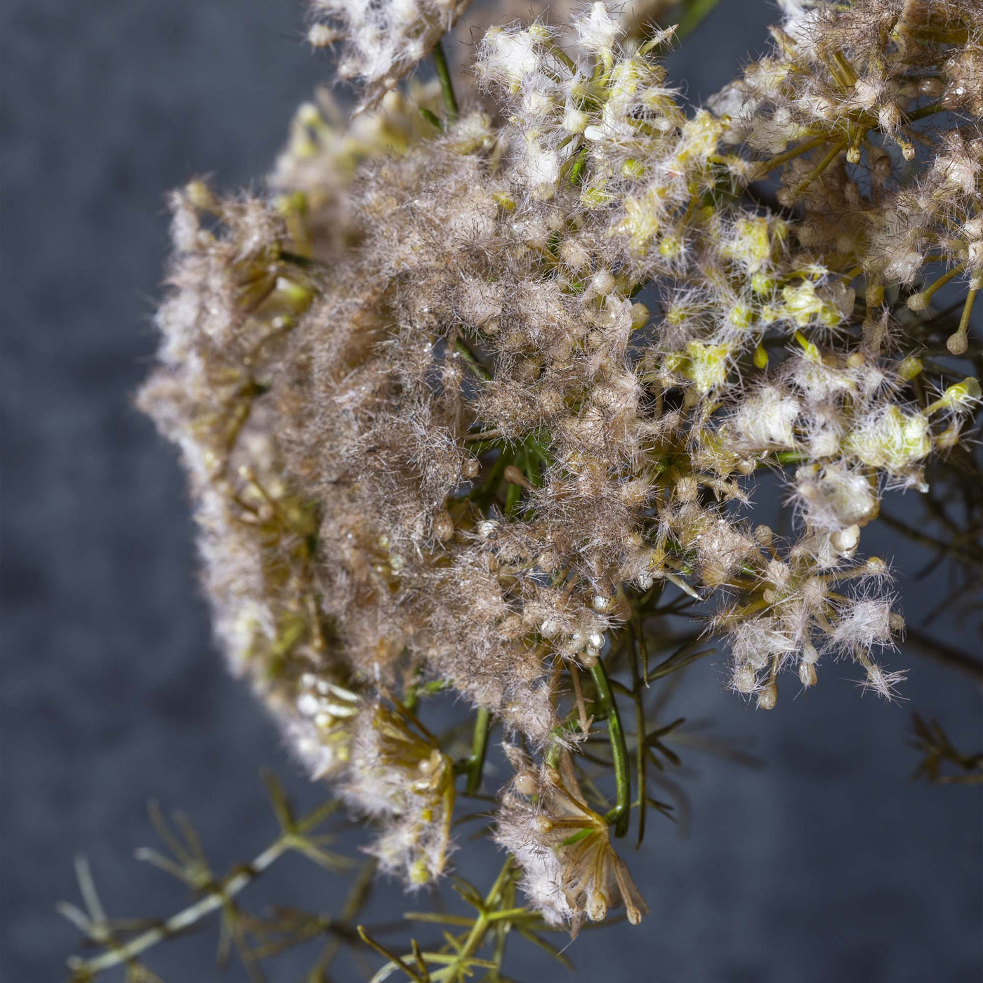 Queen Anne's Lace - blush
