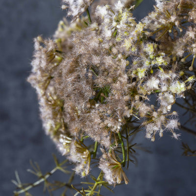 Queen Anne's Lace - blush