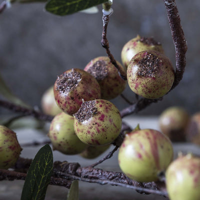 Dappled Rosehip Stem