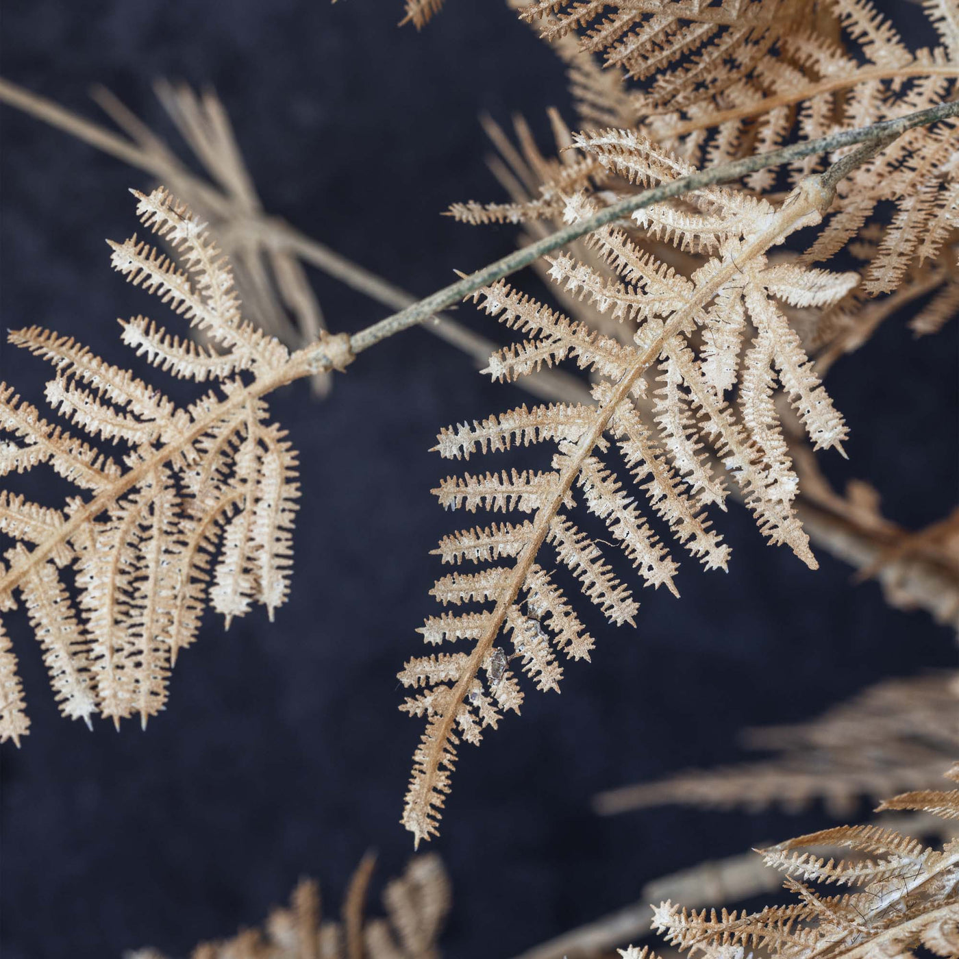 Woodland Fern