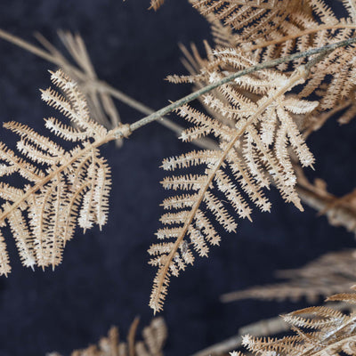 Woodland Fern