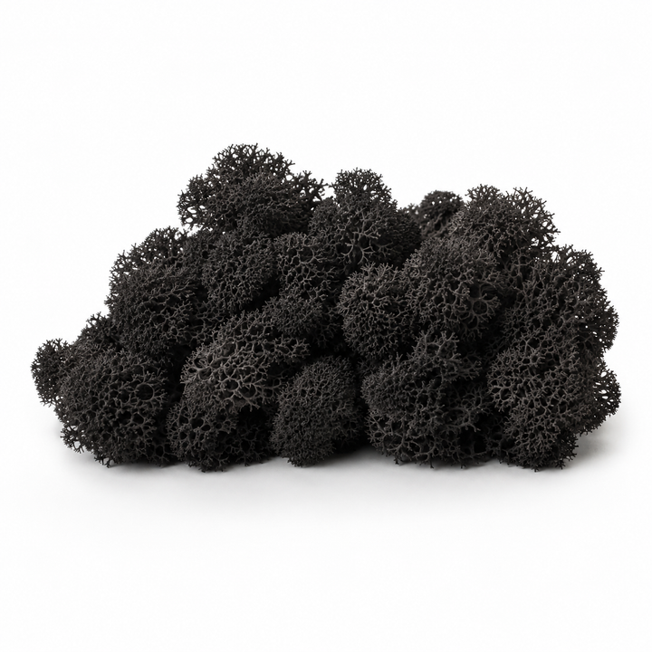 Black Reindeer Moss