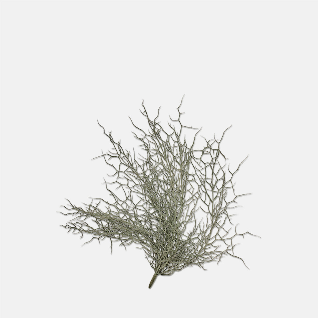 Grassy Bush