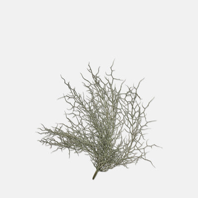 Grassy Bush