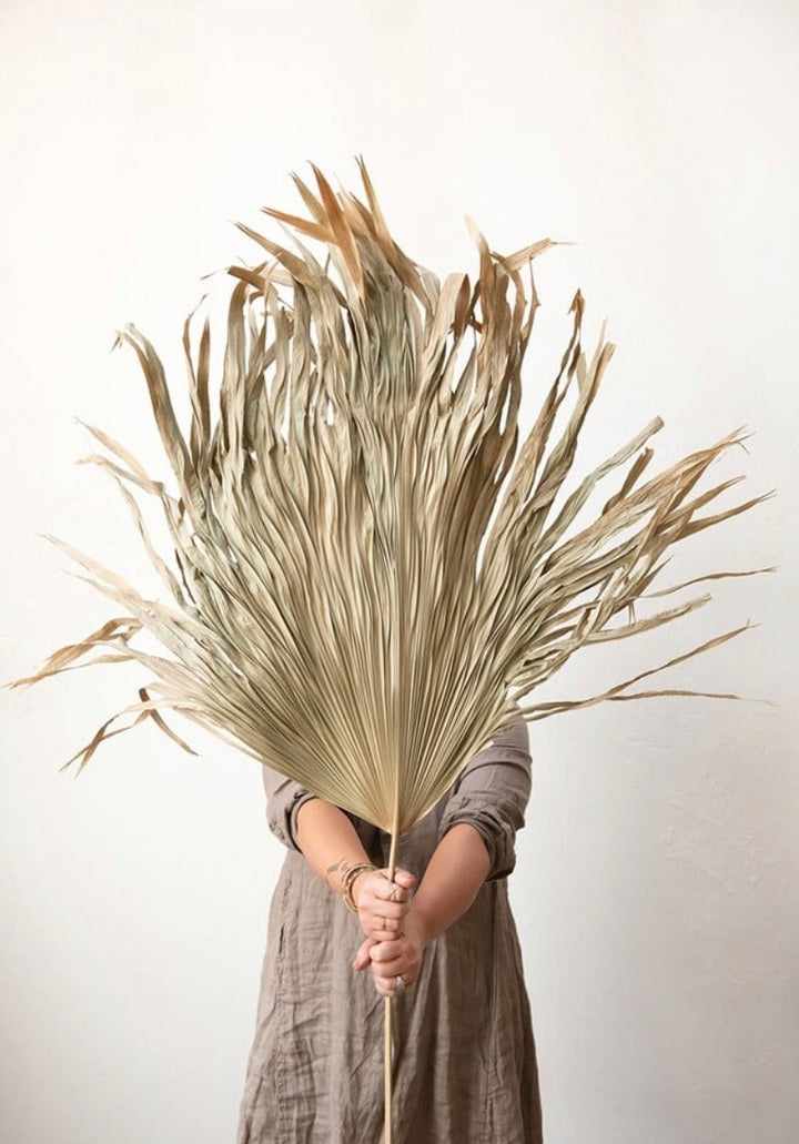 Dried Palm Fan Leaf