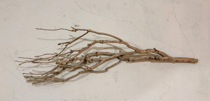 Tea Tree Branch