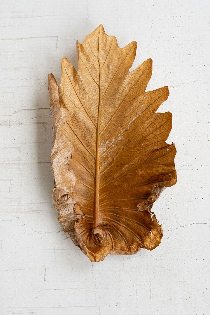 Natural Fern Leaves