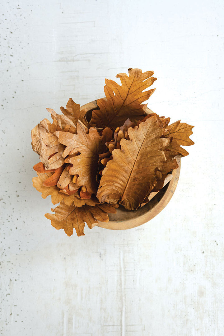Natural Fern Leaves