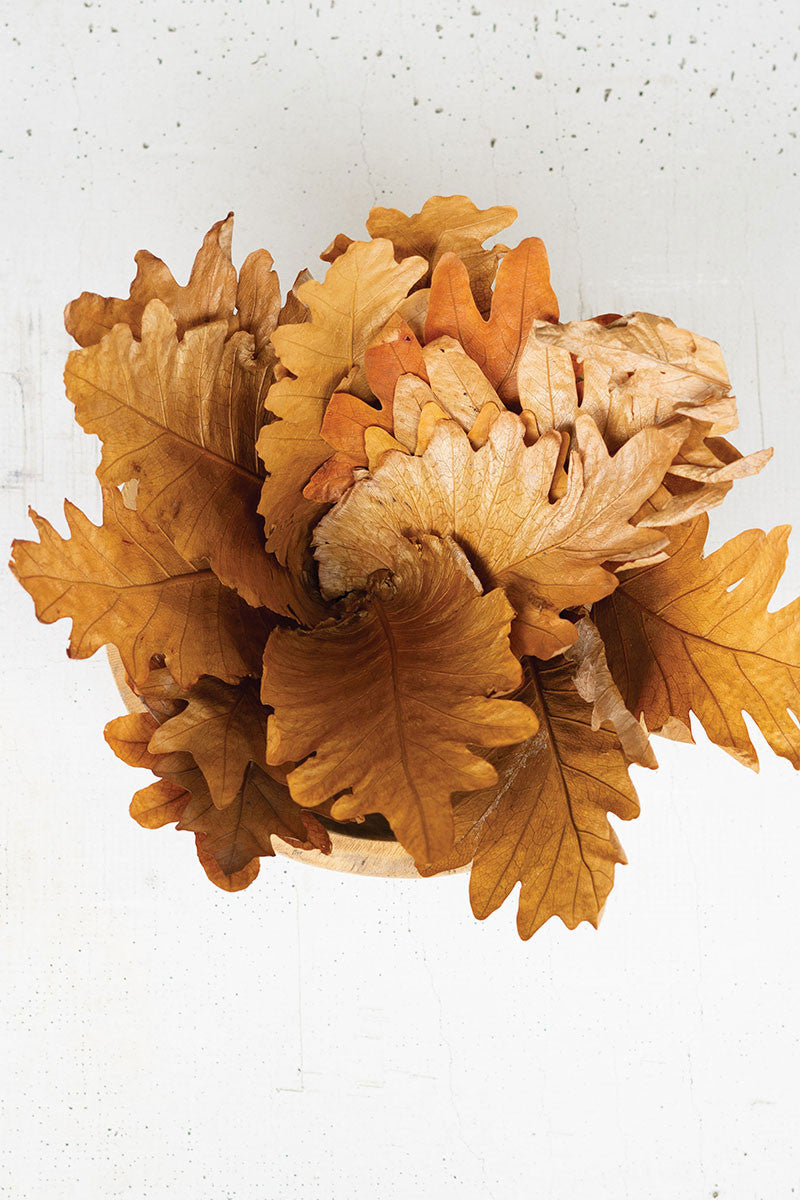 Natural Fern Leaves