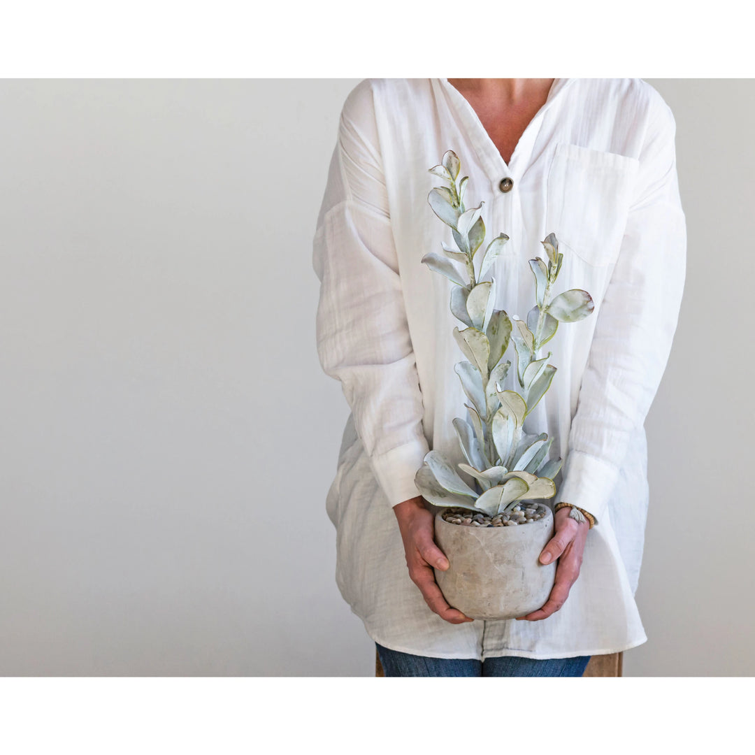 Bosa Succulent