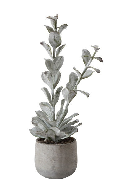 Bosa Succulent