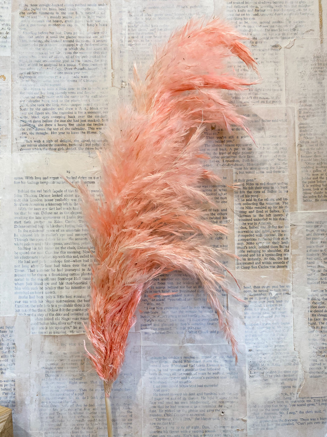 Mini Pampas Grass - fluffy