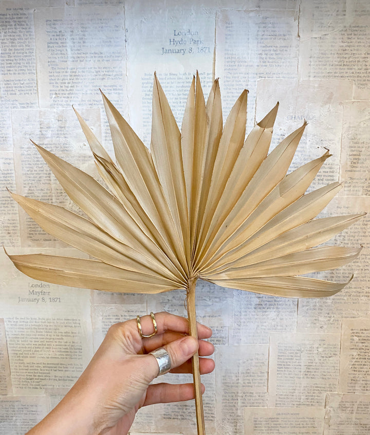 Palm Sun