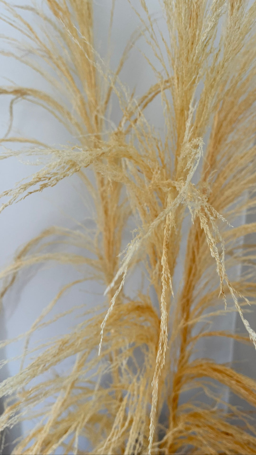 Uva Stalk - bleached