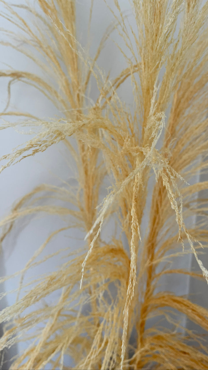 Uva Stalk - bleached
