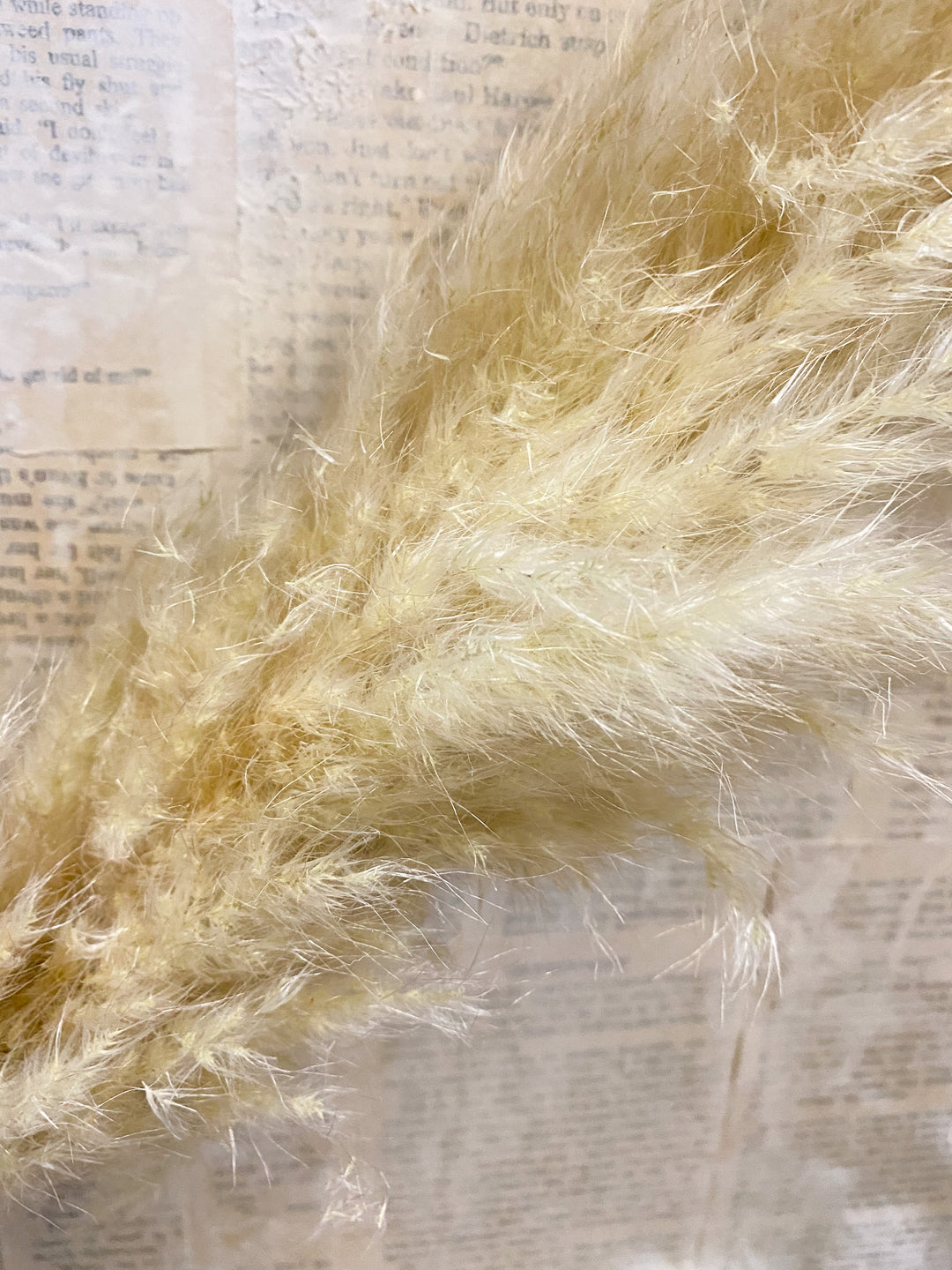 Pampas Plume