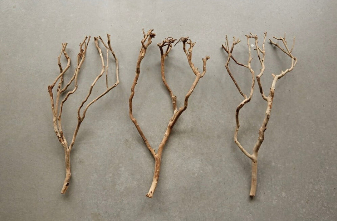 Tea Tree Branch
