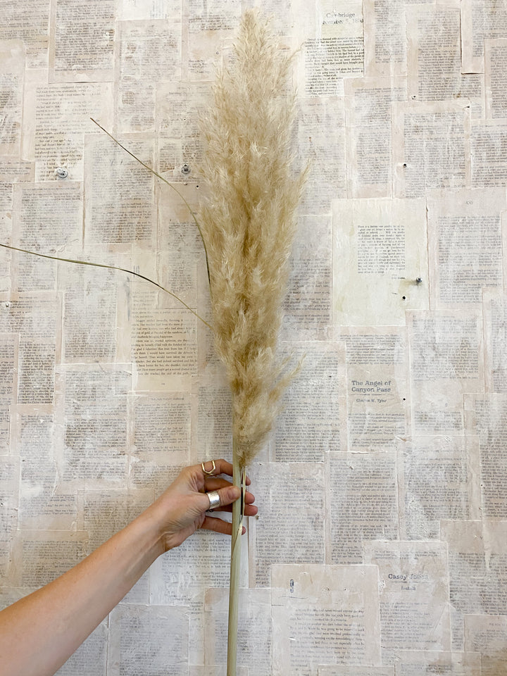 Pampas Plume