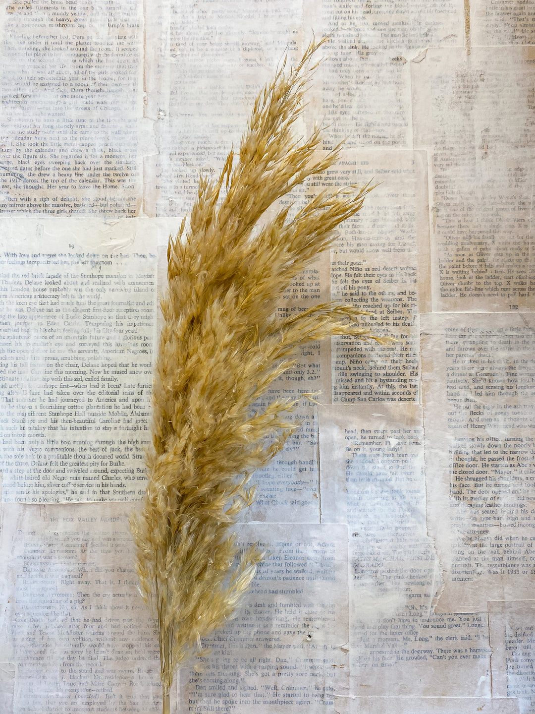 Mini Pampas Grass - fluffy