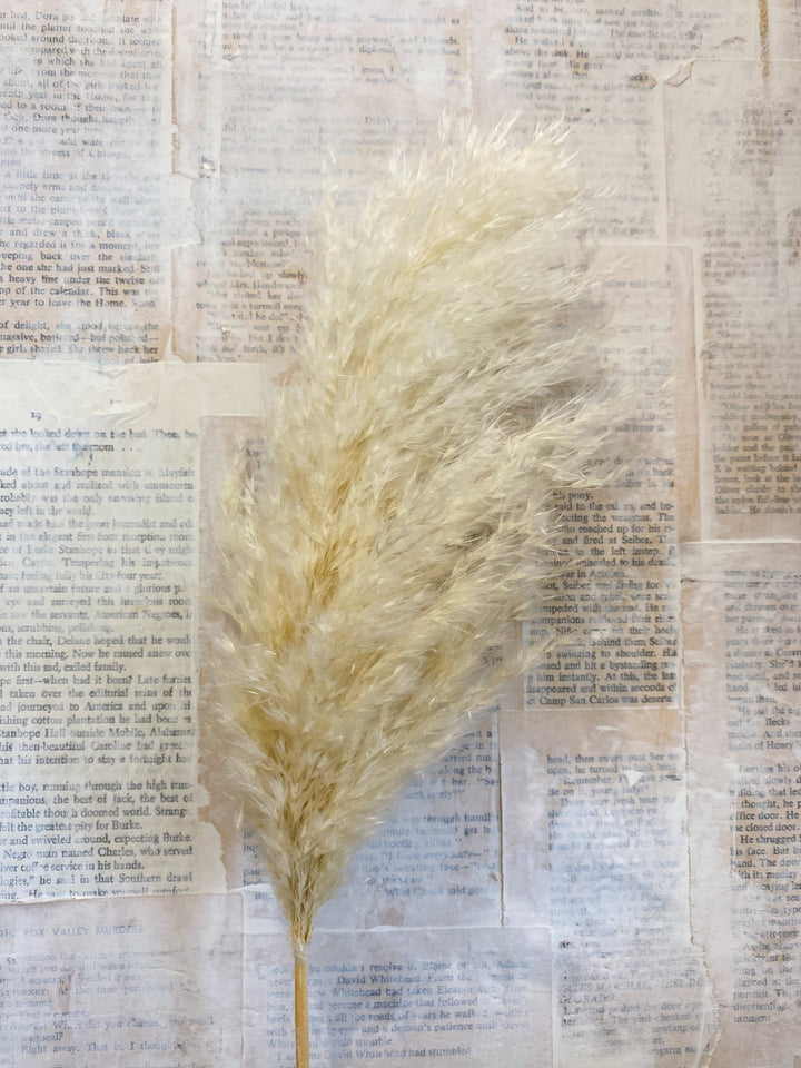 Mini Pampas Grass - fluffy